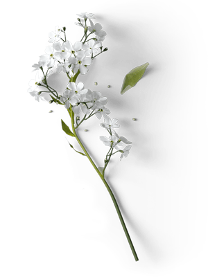 zala-gypsophila-v2-top-3